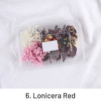 6. Lonicera Rot