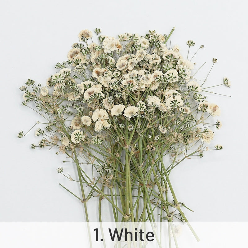 Babys Breath DIY Dried Flower Material Pack sku-1