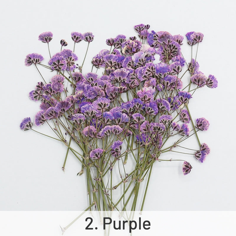 Babys Breath DIY Dried Flower Material Pack sku-2