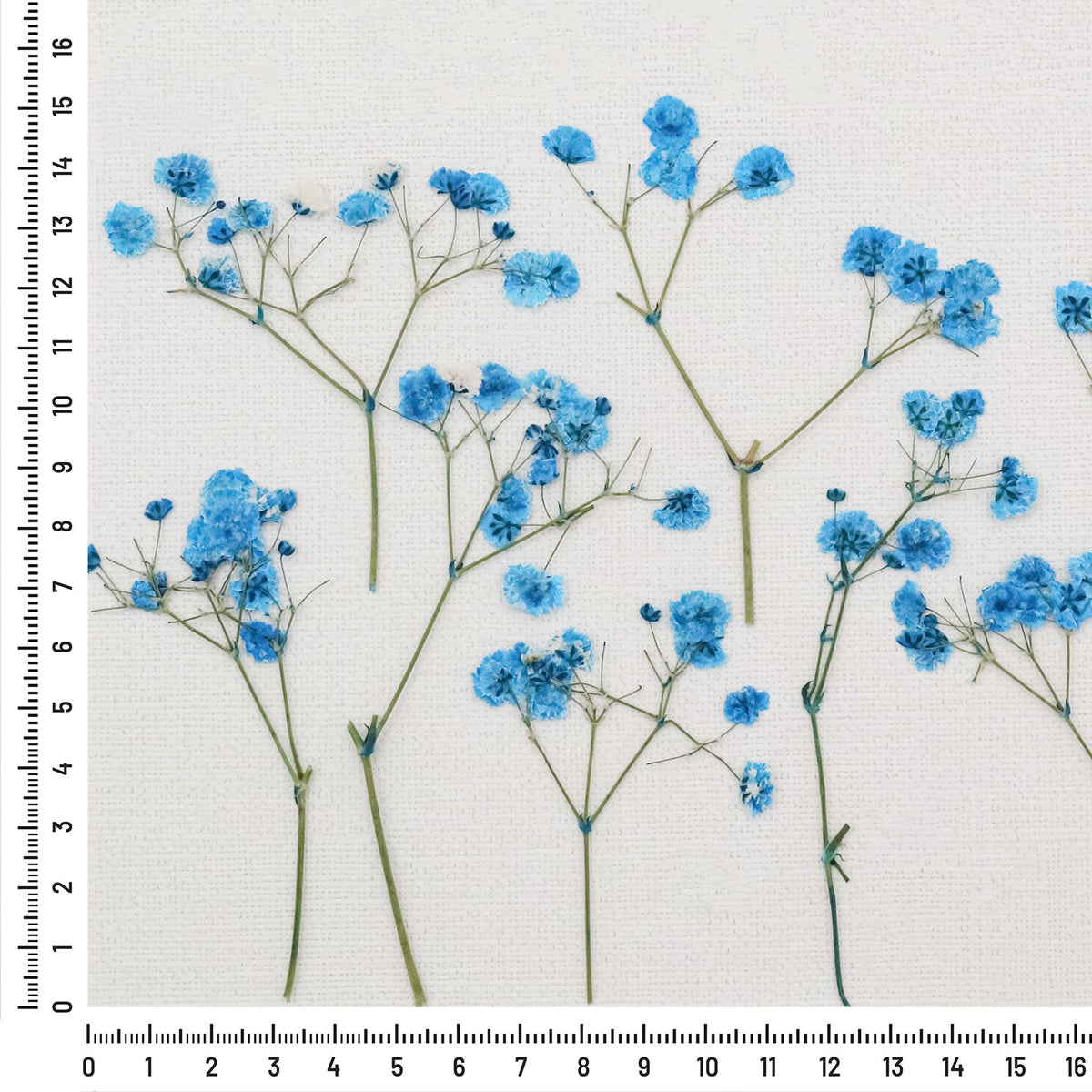 Stamprints Dried Pressed Baby's Breath-8